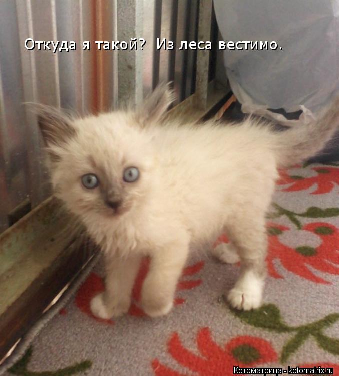 Откуда я такой? Из леса вестимо.... Котоматрица: Откуда я такой? Из леса вестимо.
