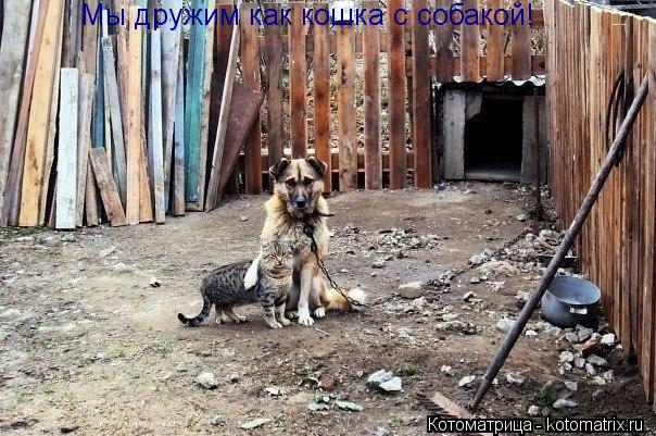 Мы дружим как кошка с собакой!... Котоматрица: Мы дружим как кошка с собакой!