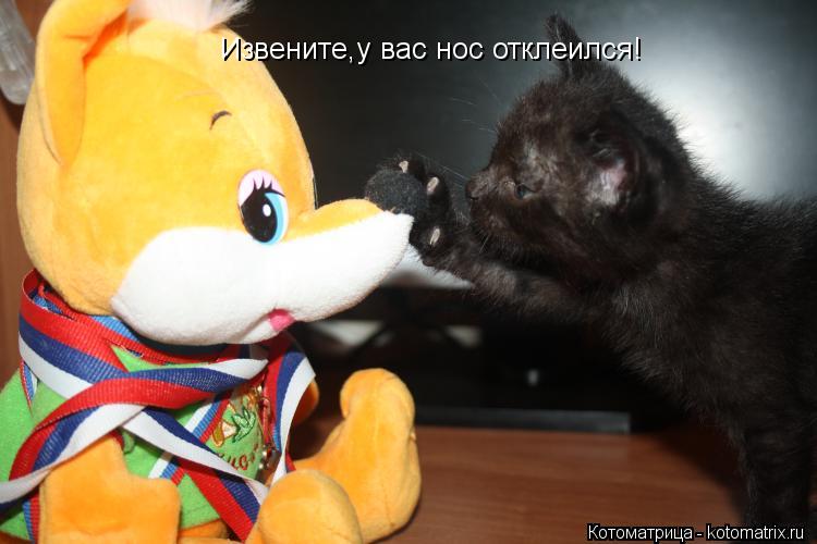 Котоматрица: Извените,у вас нос отклеился!
