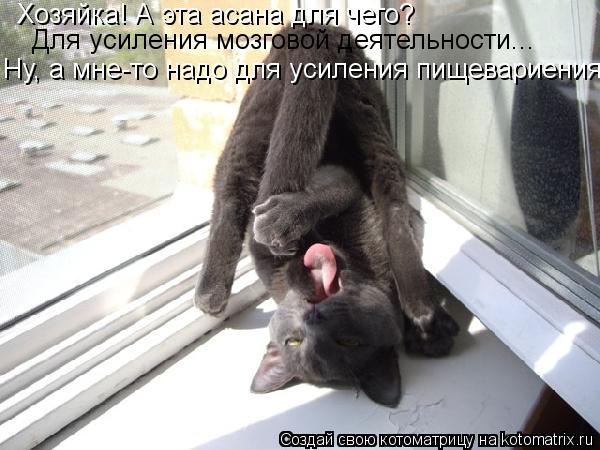 Котоматрица: Хозяйка! А эта асана для чего? Для усиления мозговой деятельности... Ну, а мне-то надо для усиления пищевариения!