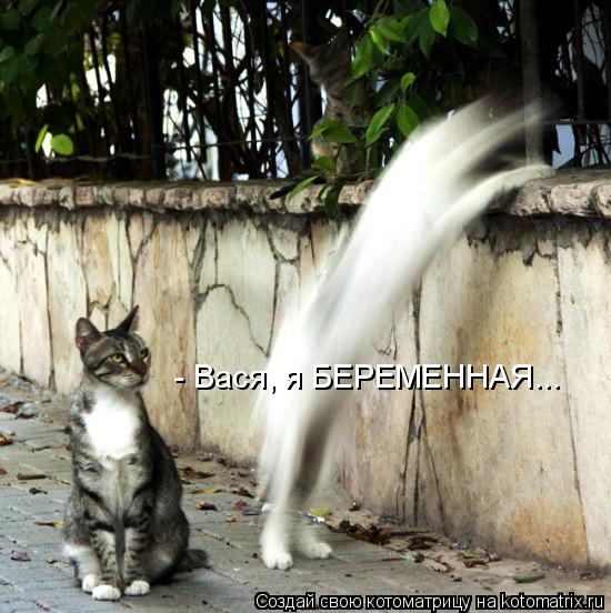 - Вася, я БЕРЕМЕННАЯ...... Котоматрица: - Вася, я БЕРЕМЕННАЯ...