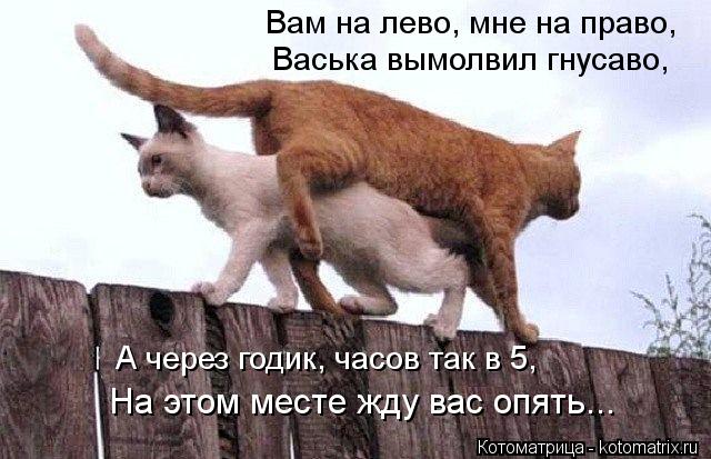 Вам на лево, мне на право, Васька вымолвил гнусаво, А через годик, часов так в 5, На этом месте жду в... Котоматрица: Вам на лево, мне на право, Васька вымолвил гнусаво, А через годик, часов так в 5, На этом месте жду вас опять...