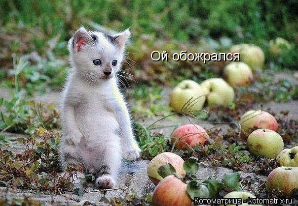 Котоматрица: Ой обожрался