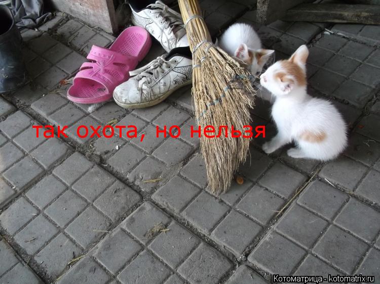 так охота, но нельзя... Котоматрица: так охота, но нельзя