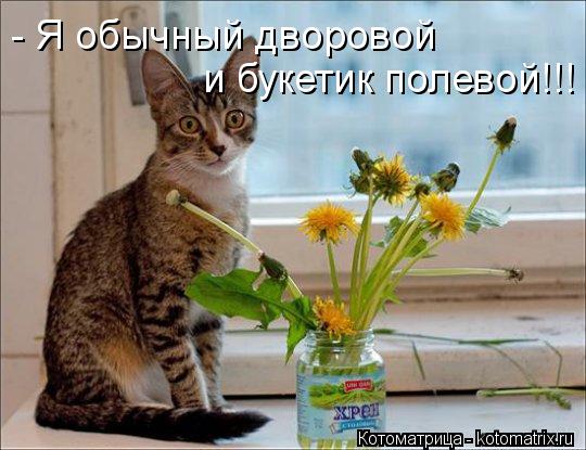 - Я обычный дворовой и букетик полевой!!!... Котоматрица: - Я обычный дворовой и букетик полевой!!!