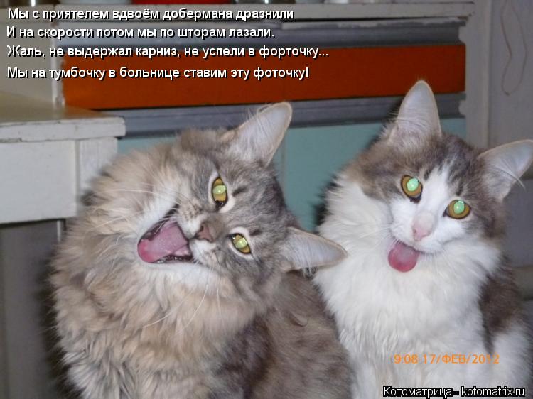 Мы с приятелем вдвоём добермана дразнили Жаль, не выдержал карниз, не успели в форточку... И на скоро... Котоматрица: Мы с приятелем вдвоём добермана дразнили Жаль, не выдержал карниз, не успели в форточку... И на скорости потом мы по шторам лазали. Мы на тумб