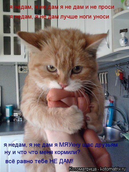 Котоматрица: я недам, я не дам я не дам и не проси я недам, я не дам лучше ноги уноси я недам, я не дам я МЯУкну щас друзьям всё равно тебе НЕ ДАМ! ну и что что 