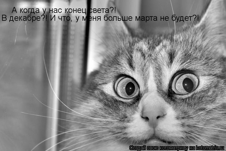 Котоматрица: А когда у нас конец света?! В декабре?! И что, у меня больше марта не будет?!