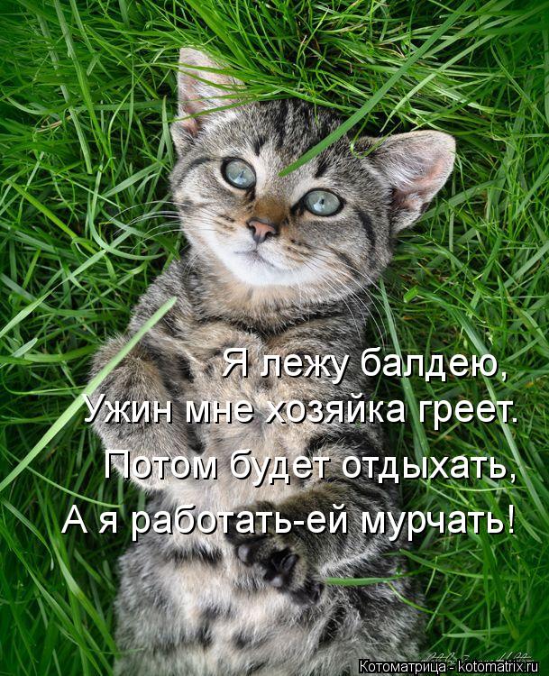 Я лежу балдею, Ужин мне хозяйка греет. Потом будет отдыхать, А я работать-ей мурчать!... Котоматрица: Я лежу балдею, Ужин мне хозяйка греет. Потом будет отдыхать, А я работать-ей мурчать!
