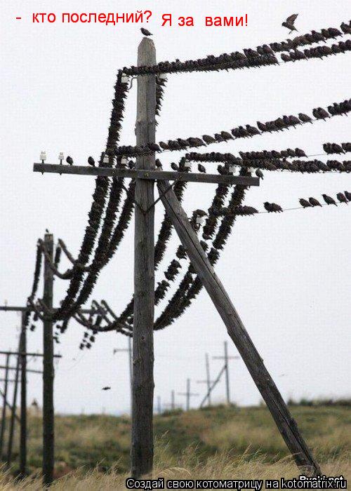 - кто последний? - кто последний? Я за вами! Я за вами!... Котоматрица: - кто последний? - кто последний? Я за вами! Я за вами!
