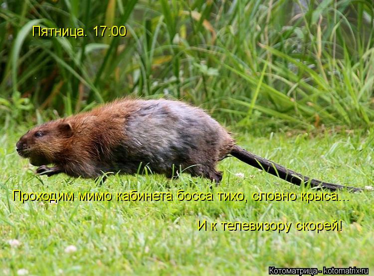 Котоматрица: Пятница. 17:00 Проходим мимо кабинета босса тихо, словно крыса... И к телевизору скорей!