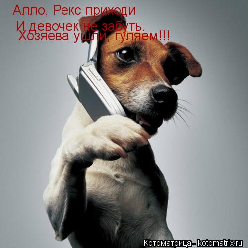 Котоматрица: Алло, Рекс приходи И девочек не забуть. Хозяева ушли, гуляем!!!