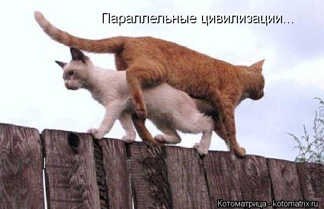 Параллельные цивилизации...... Котоматрица: Параллельные цивилизации...