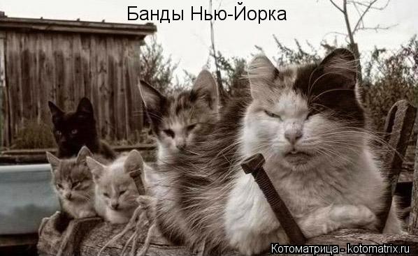 Банды Нью-Йорка... Котоматрица: Банды Нью-Йорка