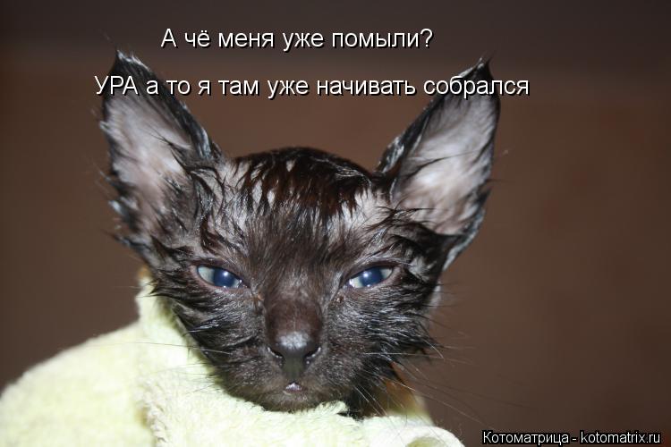 Котоматрица: А чё меня уже помыли? УРА а то я там уже начивать собрался