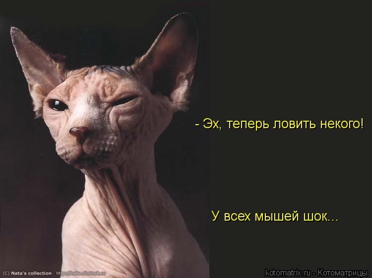 Котоматрица: У всех мышей шок... - Эх, теперь ловить некого!
