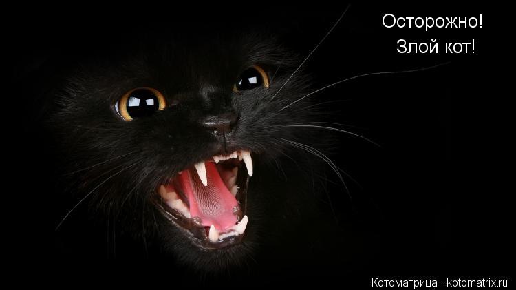 Осторожно! Злой кот!... Котоматрица: Осторожно! Злой кот!