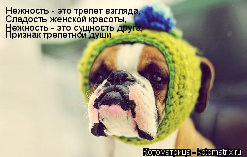 Котоматрица: Нежность - это трепет взгляда, Сладость женской красоты, Нежность - это сущность друга, Признак трепетной души