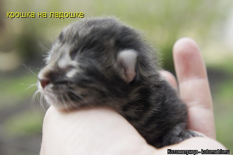 Котоматрица: крошка на ладошке