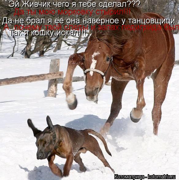 Эй Живчик чего я тебе сделал??? Да ты мою морковку стырил!!! Да не брал я её она наверное у танцовщиц... Котоматрица: Эй Живчик чего я тебе сделал??? Да ты мою морковку стырил!!! Да не брал я её она наверное у танцовщици А, почему твой следы и запах педигрида бы