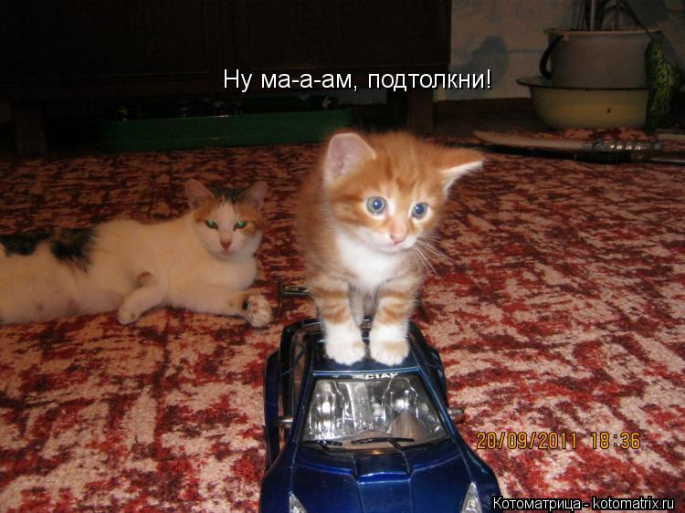 Ну ма-а-ам, подтолкни!... Котоматрица: Ну ма-а-ам, подтолкни!
