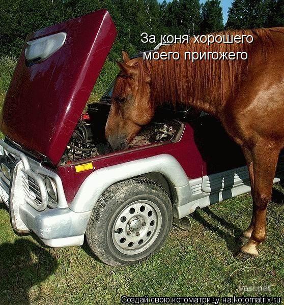 За коня хорошего моего пригожего... Котоматрица: За коня хорошего моего пригожего