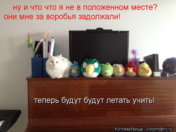 ну и что что я не в положенном месте? они мне за воробья задолжали! теперь будут будут летать учить!... Котоматрица: ну и что что я не в положенном месте? они мне за воробья задолжали! теперь будут будут летать учить!