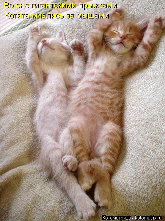 Во сне гигантскими прыжками Котята мчались за мышами... Котоматрица: Во сне гигантскими прыжками Котята мчались за мышами