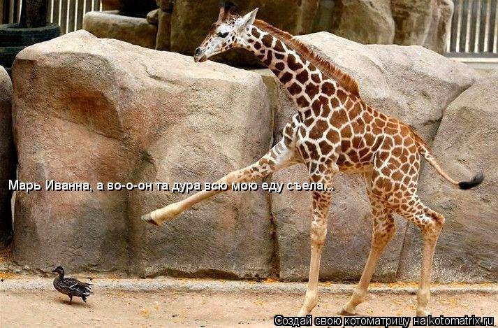 Марь Иванна, а во-о-он та дура всю мою еду съела...... Котоматрица: Марь Иванна, а во-о-он та дура всю мою еду съела...