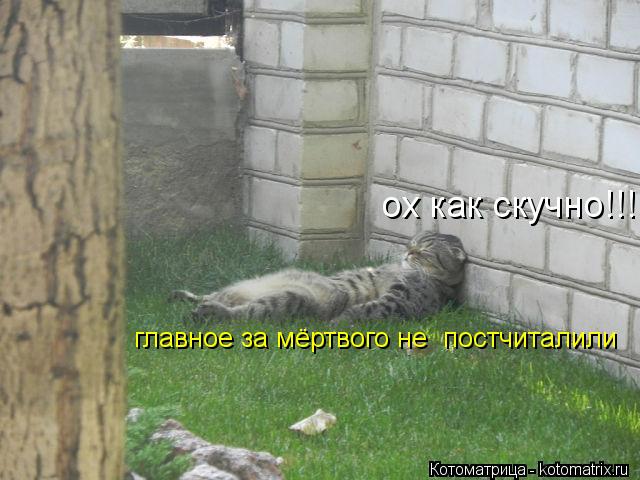 Котоматрица: ох как скучно!!! главное за мёртвого не  постчиталили