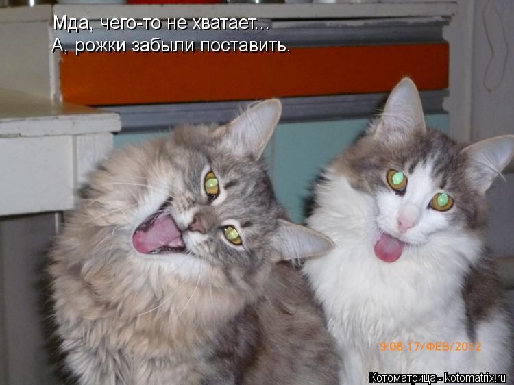 Мда, чего-то не хватает... А, рожки забыли поставить.... Котоматрица: Мда, чего-то не хватает... А, рожки забыли поставить.
