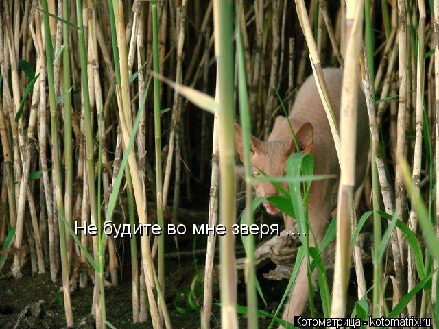 Котоматрица: Не будите во мне зверя ....