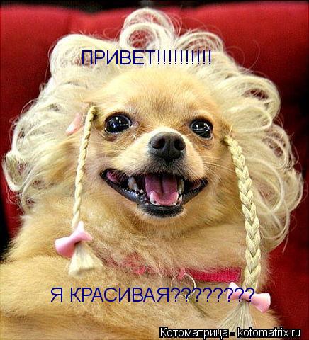 ПРИВЕТ!!!!!!!!!! Я КРАСИВАЯ????????... Котоматрица: ПРИВЕТ!!!!!!!!!! Я КРАСИВАЯ????????