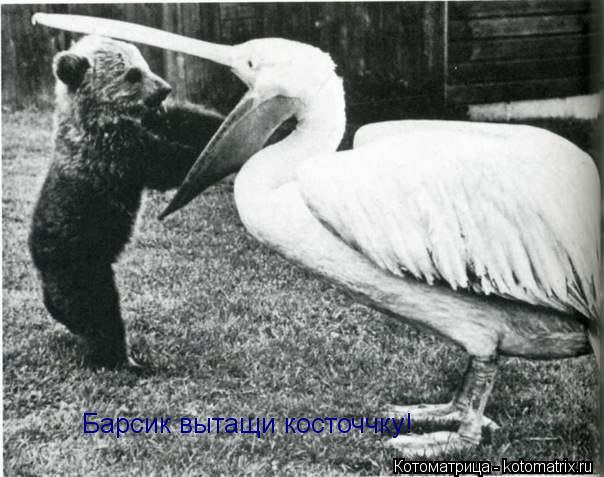 Барсик вытащи косточчку!... Котоматрица: Барсик вытащи косточчку!