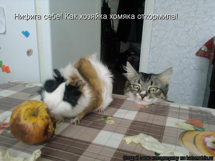 Нифига себе! Как хозяйка хомяка откормила!... Котоматрица: Нифига себе! Как хозяйка хомяка откормила!