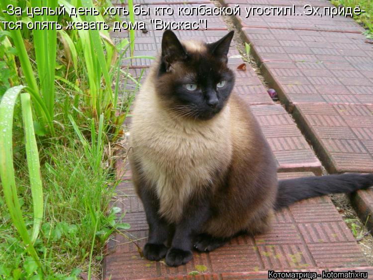 -За целый день хоть бы кто колбаской угостил!..Эх,придё- тся опять жевать дома "Вискас"!... Котоматрица: -За целый день хоть бы кто колбаской угостил!..Эх,придё- тся опять жевать дома "Вискас"!