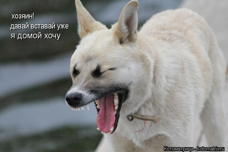 Котоматрица: хозяин! давай вставай уже  я домой хочу