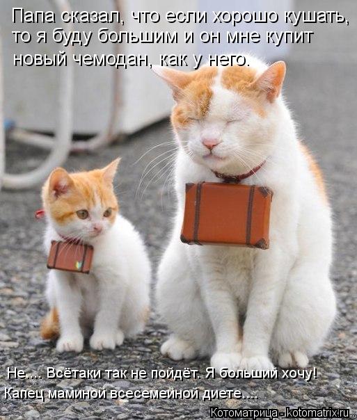 Папа сказал, что если хорошо кушать, то я буду большим и он мне купит новый чемодан, как у него. Не..... Котоматрица: Папа сказал, что если хорошо кушать, то я буду большим и он мне купит новый чемодан, как у него. Не.... Всётаки так не пойдёт. Я больший хочу! Кап