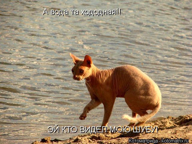 А вода та хододная!! ЭЙ КТО ВИДЕЛ МОЮ ШУБУ!... Котоматрица: А вода та хододная!! ЭЙ КТО ВИДЕЛ МОЮ ШУБУ!