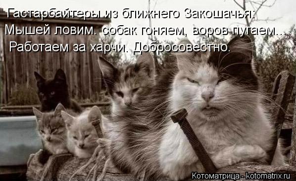 Гастарбайтеры из ближнего Закошачья: Мышей ловим. собак гоняем, воров пугаем... Работаем за харчи. До... Котоматрица: Гастарбайтеры из ближнего Закошачья: Мышей ловим. собак гоняем, воров пугаем... Работаем за харчи. Добросовестно.