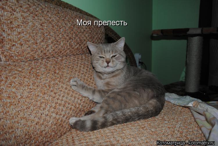 Моя прелесть... Котоматрица: Моя прелесть