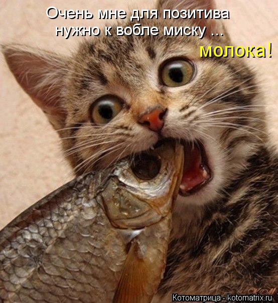 Очень мне для позитива нужно к вобле миску ... молока!... Котоматрица: Очень мне для позитива нужно к вобле миску ... молока!