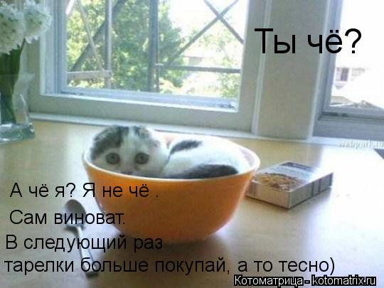 Котоматрица: тарелки больше покупай, а то тесно) В следующий раз  А чё я? Я не чё . Сам виноват. Ты чё?