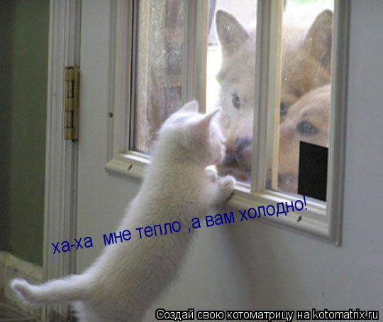Котоматрица: ха-ха  мне тепло ,а вам холодно!