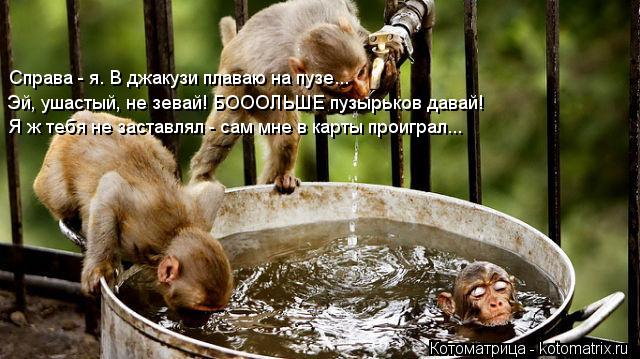 Я ж тебя не заставлял - сам мне в карты проиграл... Эй, ушастый, не зевай! БОООЛЬШЕ пузырьков давай! ... Котоматрица: Я ж тебя не заставлял - сам мне в карты проиграл... Эй, ушастый, не зевай! БОООЛЬШЕ пузырьков давай! Справа - я. В джакузи плаваю на пузе...