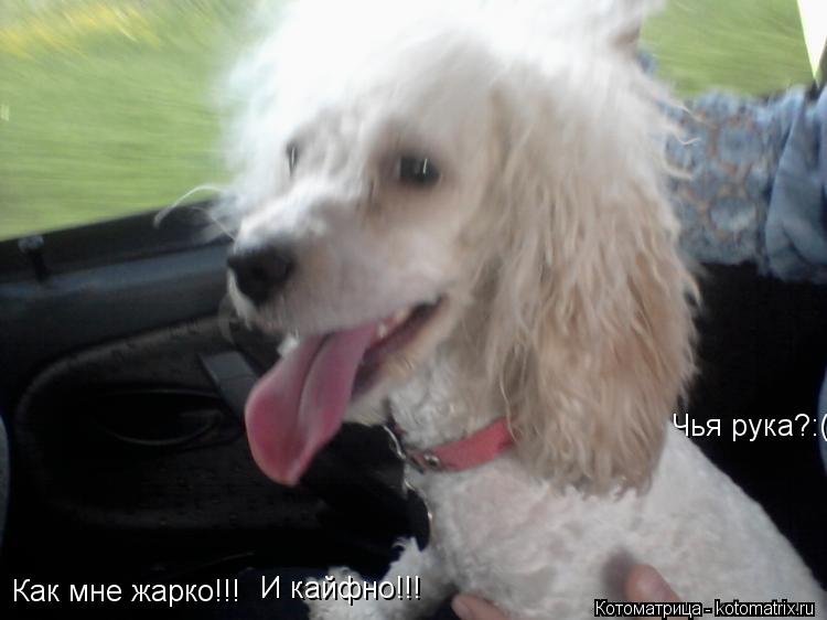 Котоматрица: Как мне жарко!!! И кайфно!!! Чья рука?:(:(:(