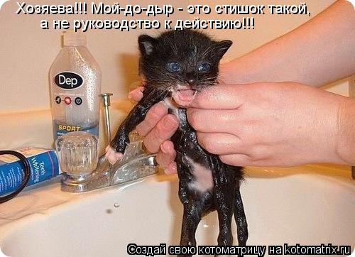 Хозяева!!! Мой-до-дыр - это стишок такой, а не руководство к действию!!!... Котоматрица: Хозяева!!! Мой-до-дыр - это стишок такой, а не руководство к действию!!!