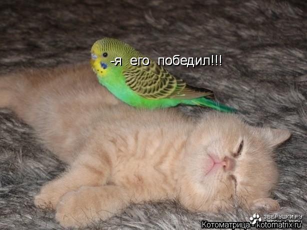 -я его победил!!! -я его победил!!! -я его победил!!!... Котоматрица: -я его победил!!! -я его победил!!! -я его победил!!!