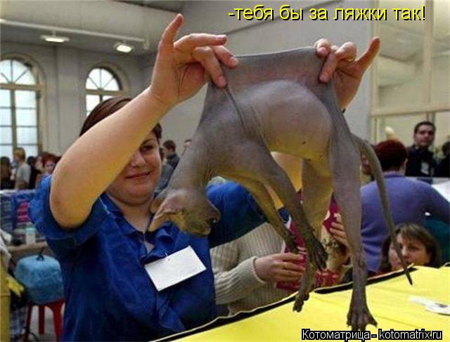 Котоматрица: -тебя бы за ляжки так!