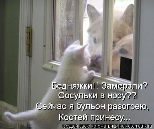 Котоматрица: Бедняжки!! Замерзли? Сосульки в носу?? Сейчас я бульон разогрею, Костей принесу...